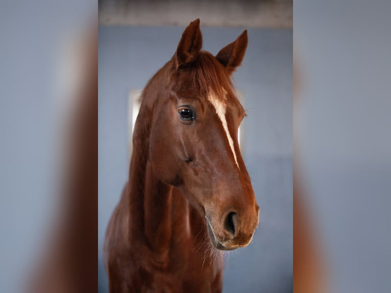 Deutsches Sportpferd Stute 10 Jahre 166 cm Dunkelfuchs in Wertach