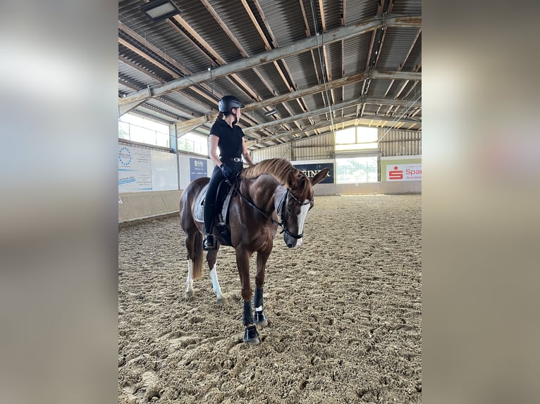Deutsches Sportpferd Stute 10 Jahre 167 cm Dunkelfuchs in Müschede