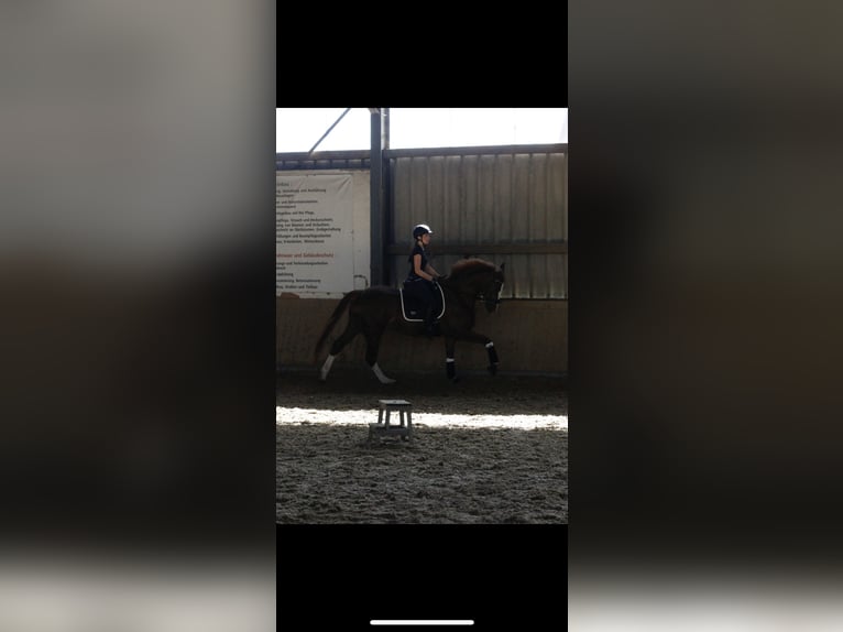 Deutsches Sportpferd Stute 10 Jahre 167 cm Dunkelfuchs in Müschede