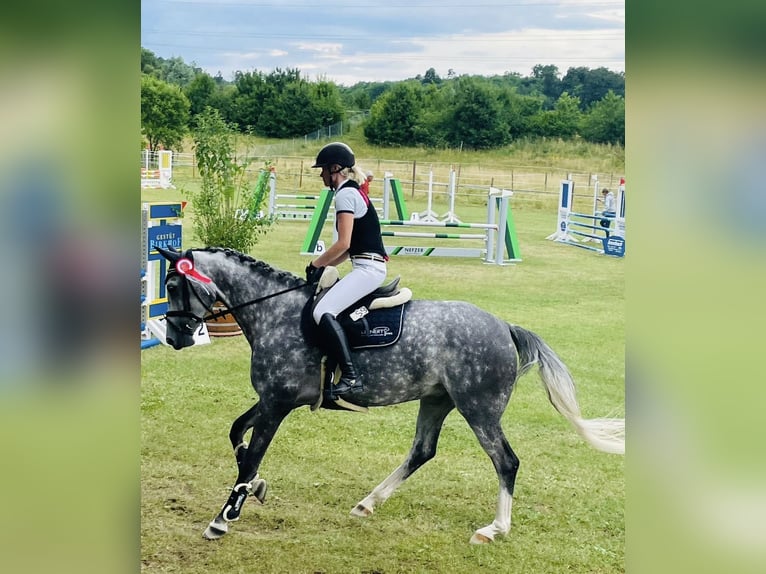 Deutsches Sportpferd Stute 10 Jahre 167 cm Fliegenschimmel in Neuensteinnstein