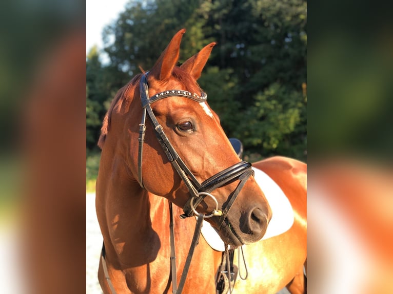 Deutsches Sportpferd Stute 10 Jahre 167 cm Fuchs in Johanniskirchen
