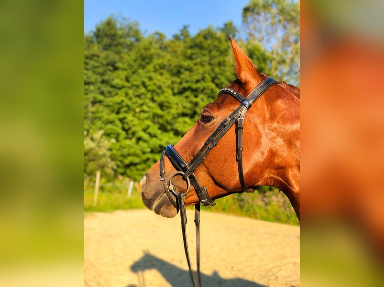 Deutsches Sportpferd Stute 10 Jahre 167 cm Fuchs in Johanniskirchen