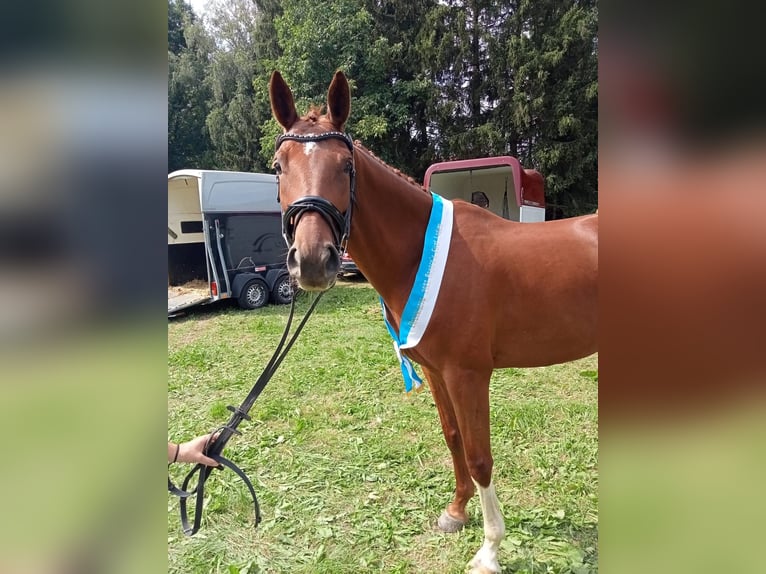 Deutsches Sportpferd Stute 10 Jahre 167 cm Fuchs in Johanniskirchen