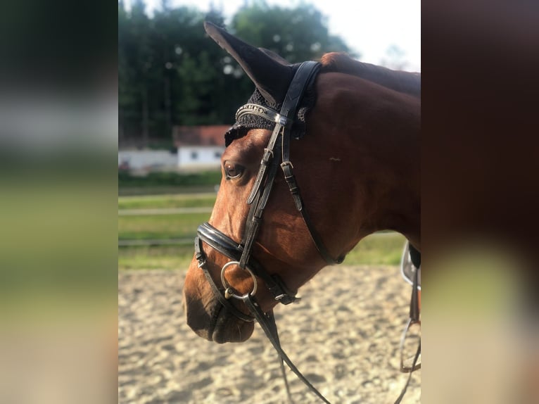 Deutsches Sportpferd Stute 10 Jahre 167 cm Fuchs in Johanniskirchen