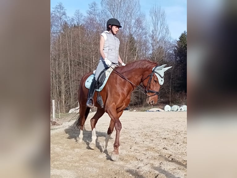 Deutsches Sportpferd Stute 10 Jahre 167 cm Fuchs in Johanniskirchen