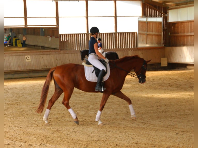 Deutsches Sportpferd Stute 10 Jahre 167 cm Fuchs in Nagold