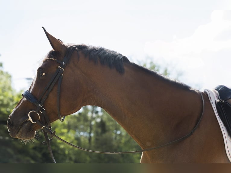 Deutsches Sportpferd Stute 10 Jahre 168 cm Brauner in Bannewitz