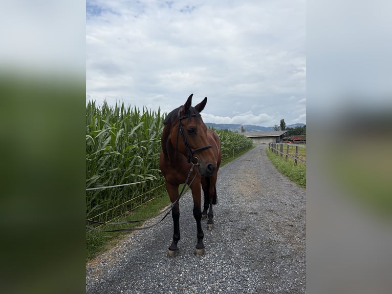 Deutsches Sportpferd Stute 10 Jahre 168 cm Brauner in Oberriet SG