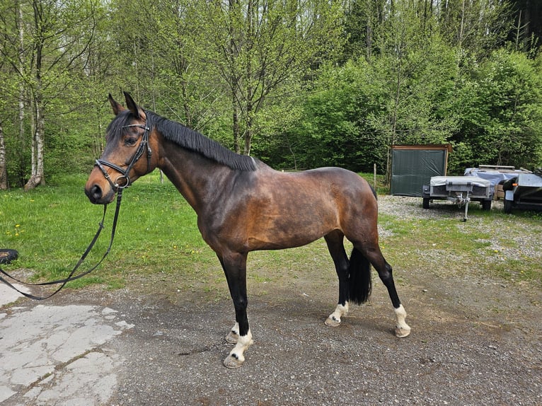 Deutsches Sportpferd Stute 10 Jahre 168 cm Dunkelbrauner in Lindenberg im Allgäu