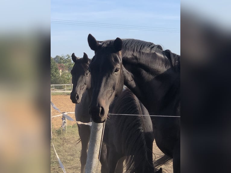 Deutsches Sportpferd Stute 10 Jahre 168 cm Rappe in Freystadt