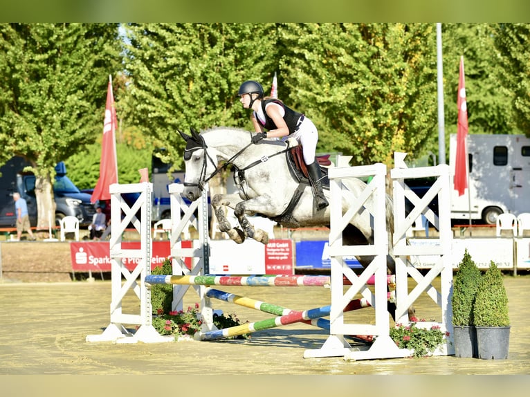 Deutsches Sportpferd Stute 10 Jahre 168 cm Schimmel in Eppingen