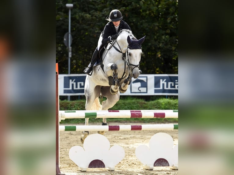 Deutsches Sportpferd Stute 10 Jahre 168 cm Schimmel in Eppingen