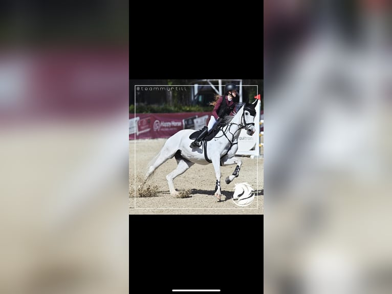 Deutsches Sportpferd Stute 10 Jahre 168 cm Schimmel in Salzburg