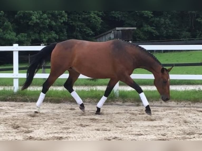 Deutsches Sportpferd Stute 10 Jahre 169 cm Brauner in Halblech