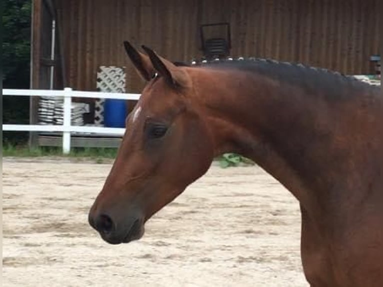 Deutsches Sportpferd Stute 10 Jahre 169 cm Brauner in Halblech