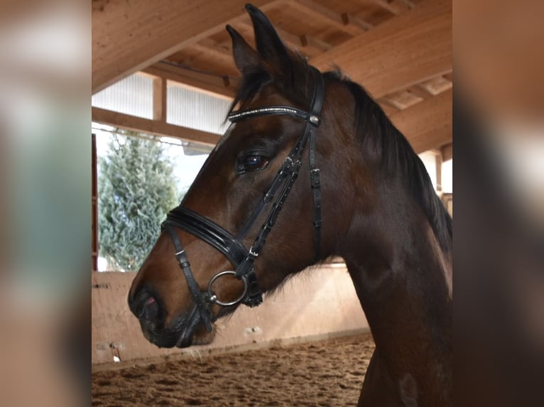 Deutsches Sportpferd Stute 10 Jahre 169 cm Brauner in Halblech