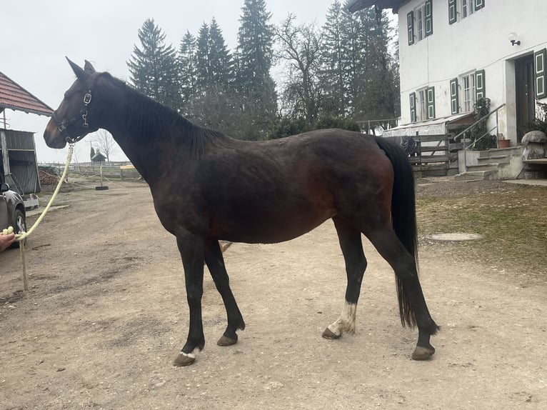 Deutsches Sportpferd Stute 10 Jahre 169 cm Brauner in Halblech