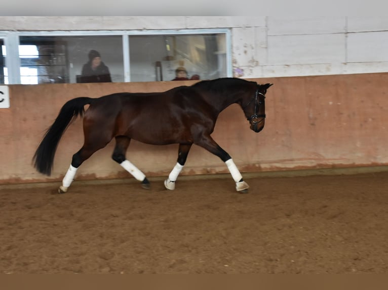 Deutsches Sportpferd Stute 10 Jahre 169 cm Brauner in Halblech