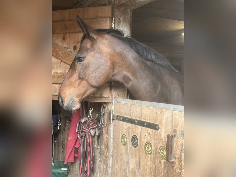 Deutsches Sportpferd Stute 10 Jahre 169 cm Brauner in Halblech