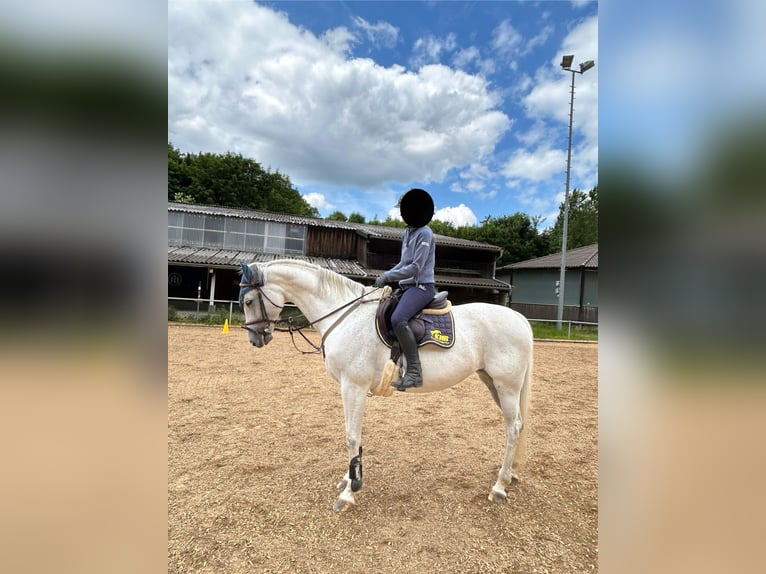 Deutsches Sportpferd Stute 10 Jahre 169 cm Schimmel in K&#xF6;nigsbrunn