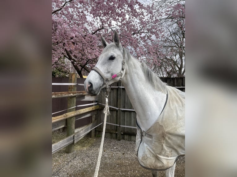 Deutsches Sportpferd Stute 10 Jahre 169 cm Schimmel in K&#xF6;nigsbrunn