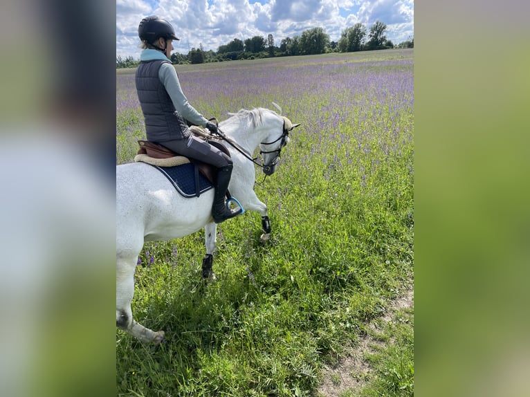 Deutsches Sportpferd Stute 10 Jahre 169 cm Schimmel in K&#xF6;nigsbrunn