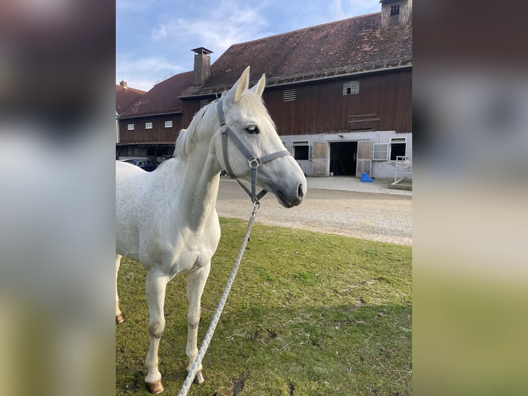 Deutsches Sportpferd Stute 10 Jahre 169 cm Schimmel in K&#xF6;nigsbrunn