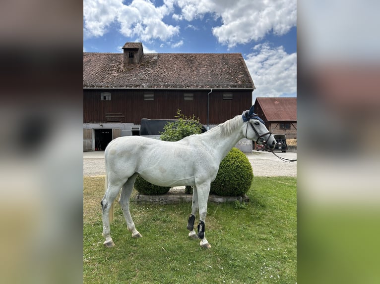 Deutsches Sportpferd Stute 10 Jahre 169 cm Schimmel in K&#xF6;nigsbrunn