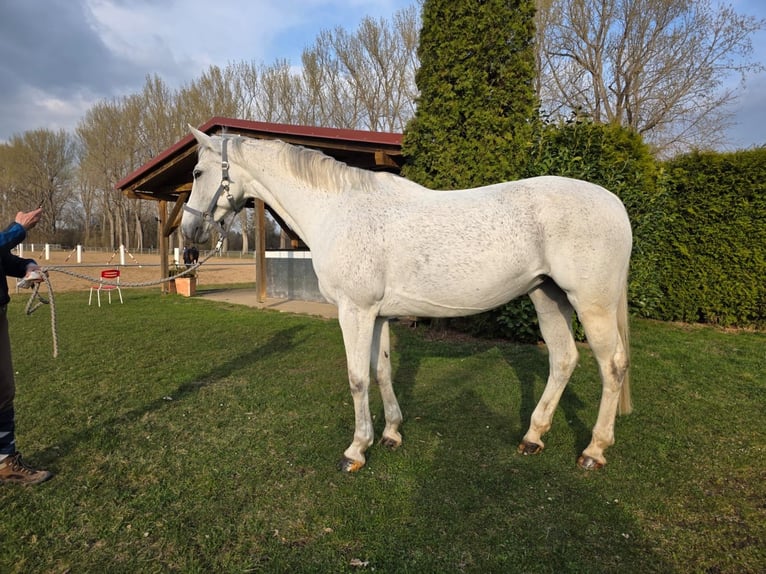 Deutsches Sportpferd Stute 10 Jahre 169 cm Schimmel in K&#xF6;nigsbrunn