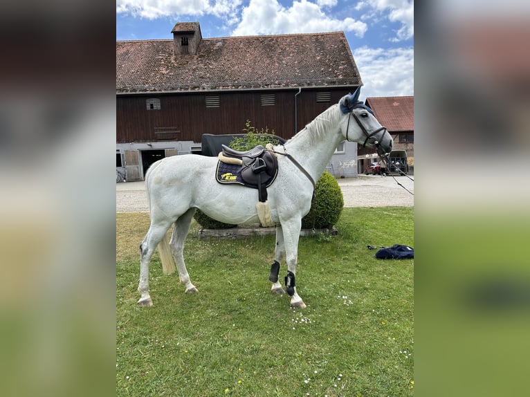 Deutsches Sportpferd Stute 10 Jahre 169 cm Schimmel in K&#xF6;nigsbrunn