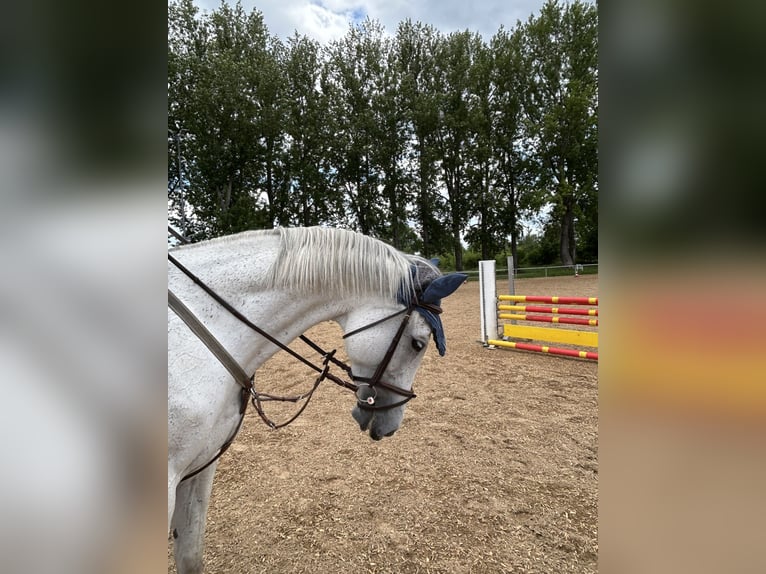 Deutsches Sportpferd Stute 10 Jahre 169 cm Schimmel in K&#xF6;nigsbrunn