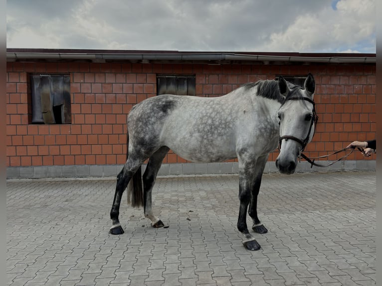 Deutsches Sportpferd Stute 10 Jahre 170 cm Apfelschimmel in N&#xFC;rnberg