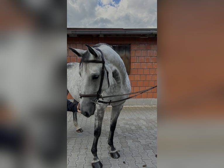 Deutsches Sportpferd Stute 10 Jahre 170 cm Apfelschimmel in N&#xFC;rnberg