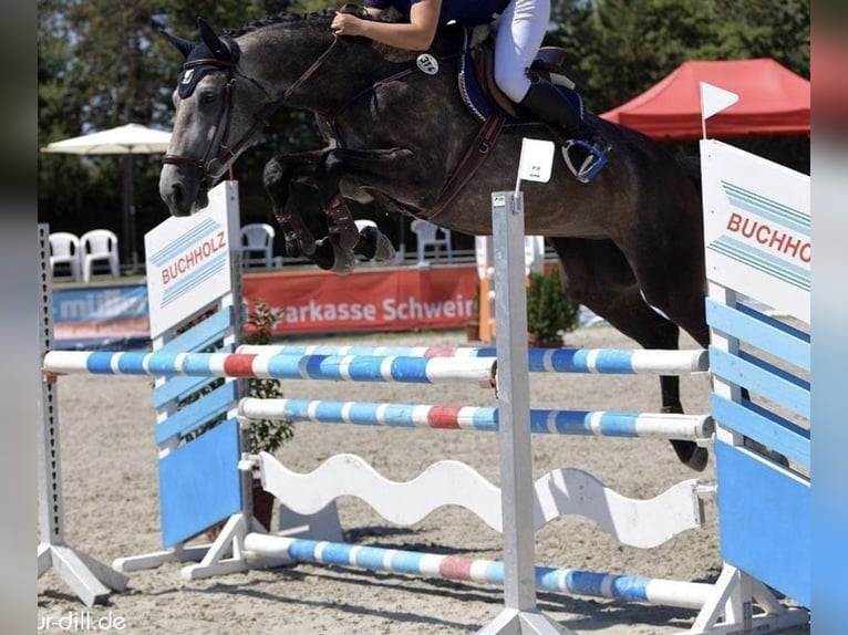 Deutsches Sportpferd Stute 10 Jahre 170 cm Apfelschimmel in N&#xFC;rnberg
