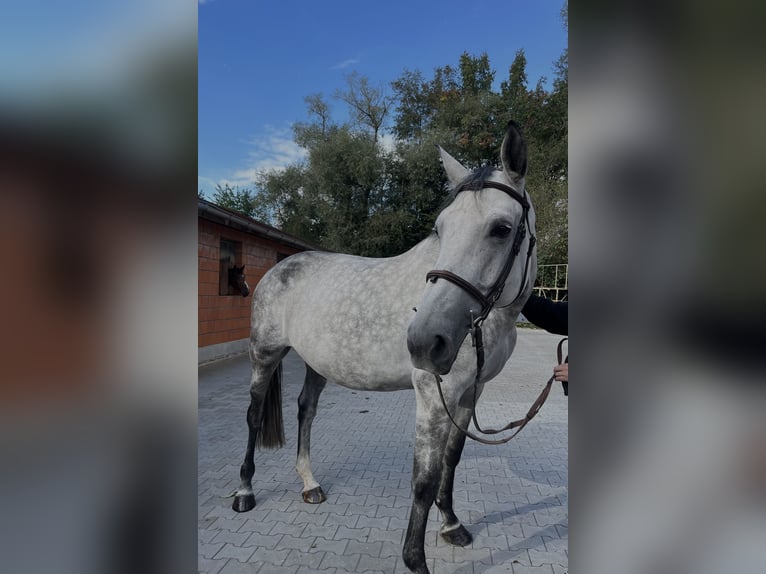 Deutsches Sportpferd Stute 10 Jahre 170 cm Apfelschimmel in N&#xFC;rnberg