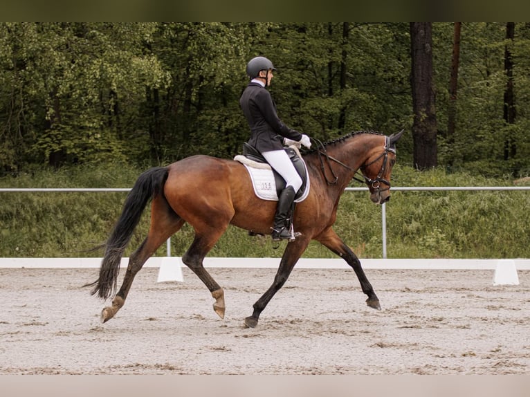 Deutsches Sportpferd Stute 10 Jahre 170 cm Brauner in Sohland am Rotstein