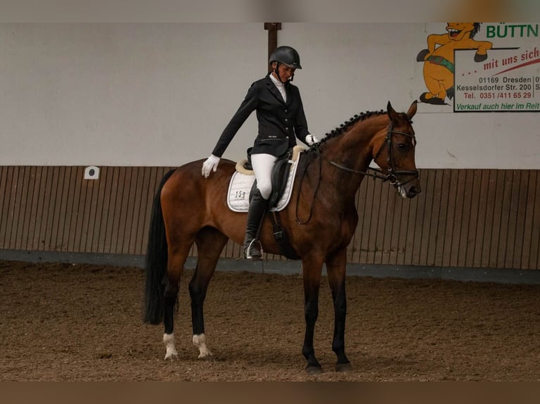 Deutsches Sportpferd Stute 10 Jahre 170 cm Brauner in Sohland am Rotstein