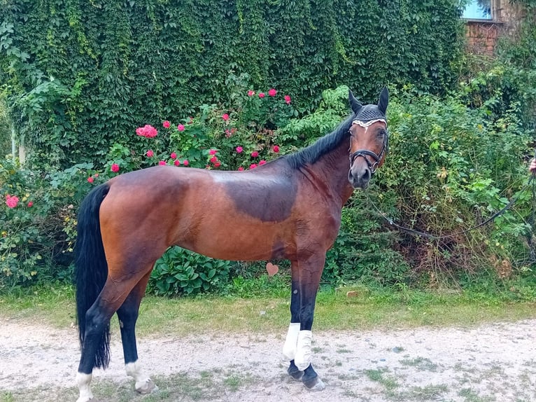 Deutsches Sportpferd Stute 10 Jahre 170 cm Brauner in Sohland am Rotstein