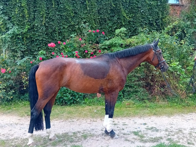 Deutsches Sportpferd Stute 10 Jahre 170 cm Brauner in Sohland am Rotstein