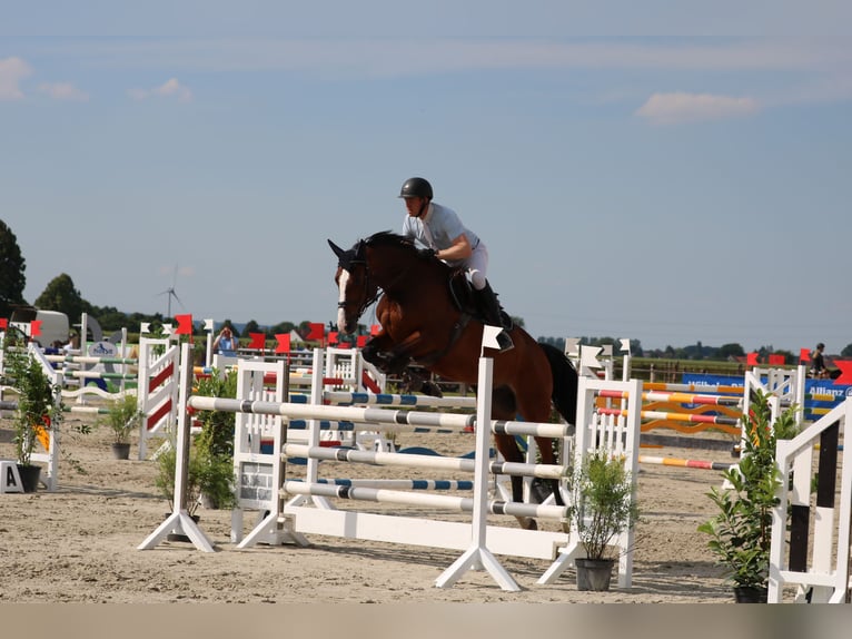 Deutsches Sportpferd Stute 10 Jahre 170 cm Brauner in Rödinghausen