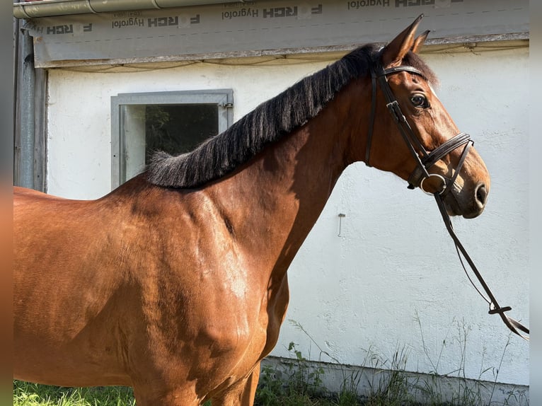 Deutsches Sportpferd Stute 10 Jahre 170 cm Brauner in Kaufbeuren