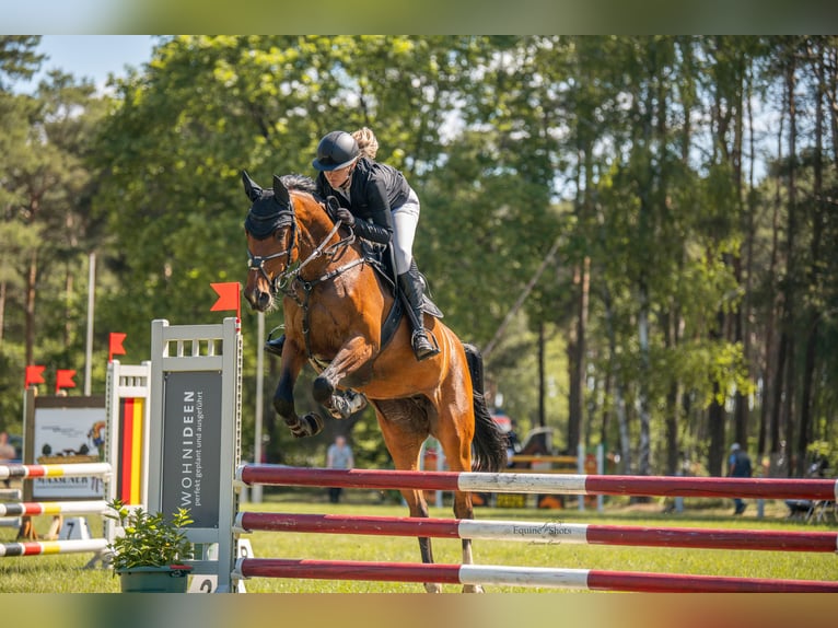 Deutsches Sportpferd Stute 10 Jahre 170 cm Brauner in Bahretal
