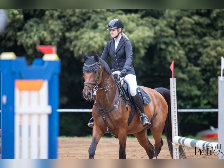 Deutsches Sportpferd Stute 10 Jahre 170 cm Brauner in Bahretal