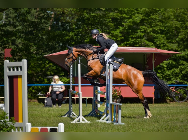 Deutsches Sportpferd Stute 10 Jahre 170 cm Brauner in Bahretal