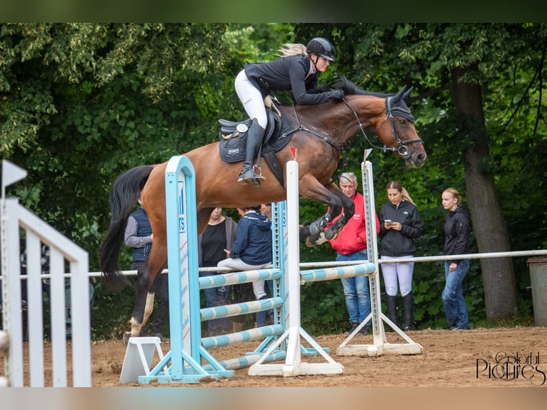 Deutsches Sportpferd Stute 10 Jahre 170 cm Brauner in Bahretal