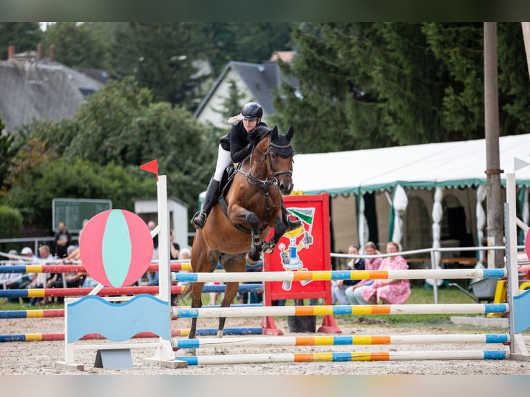 Deutsches Sportpferd Stute 10 Jahre 170 cm Brauner in Bahretal