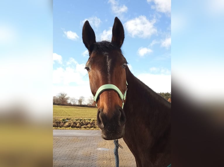 Deutsches Sportpferd Stute 10 Jahre 170 cm Dunkelbrauner in Weißenburg in Bayern
