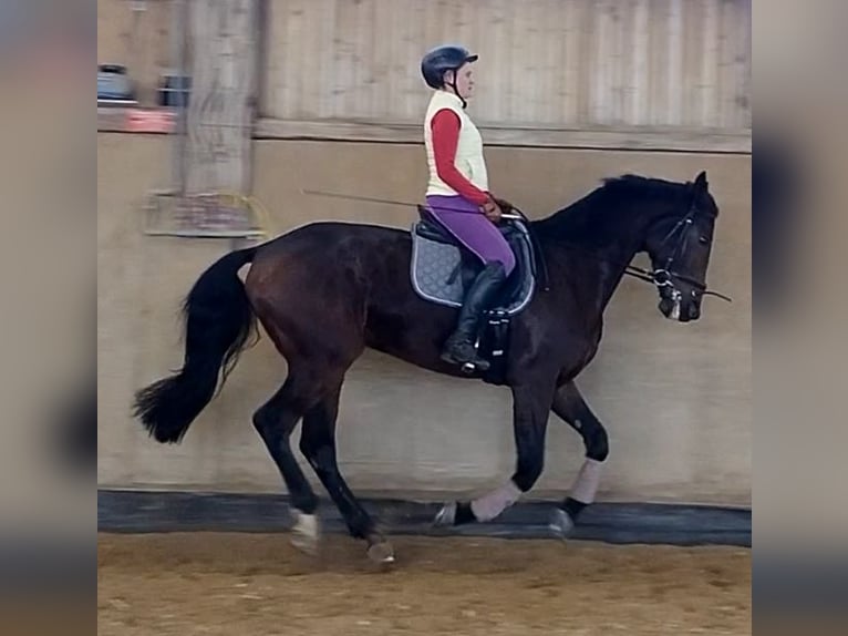 Deutsches Sportpferd Stute 10 Jahre 170 cm Dunkelbrauner in Weißenburg in Bayern