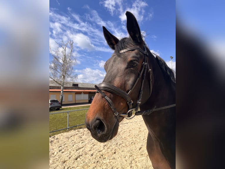 Deutsches Sportpferd Stute 10 Jahre 170 cm Dunkelbrauner in Schwalmstadt