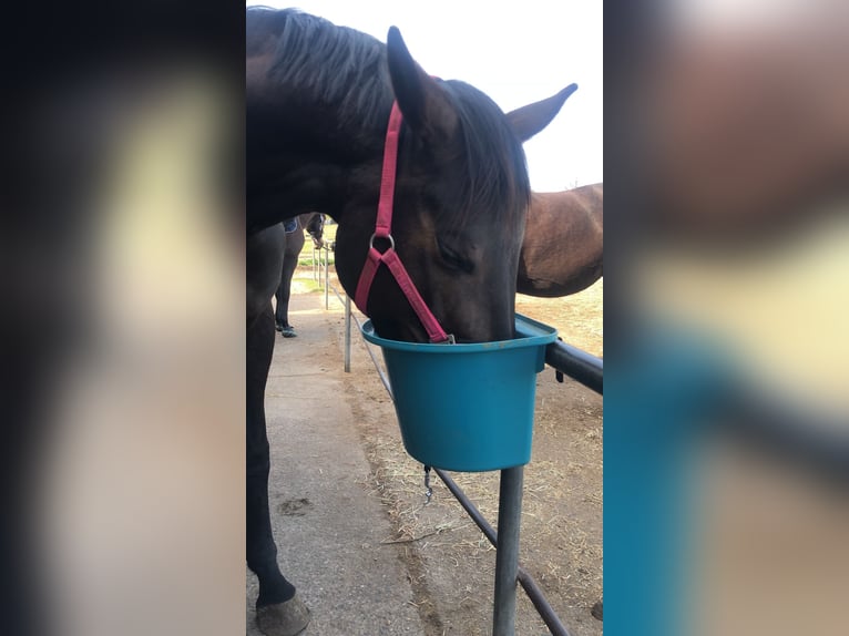 Deutsches Sportpferd Stute 10 Jahre 170 cm Dunkelbrauner in Schildow